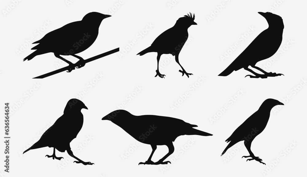 Fototapeta premium Captivating Avian Beauty, A Comprehensive Collection of Myna Silhouette Set for Your Creative Projects