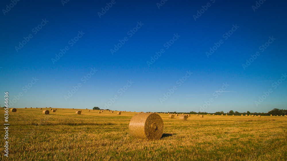 big round bales of straw rolled up in a field on a beautiful sunny summer day.