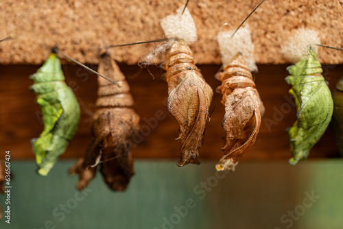 Life Cycle of Butterfly, butterfly chrysalis hanging in the incubator
