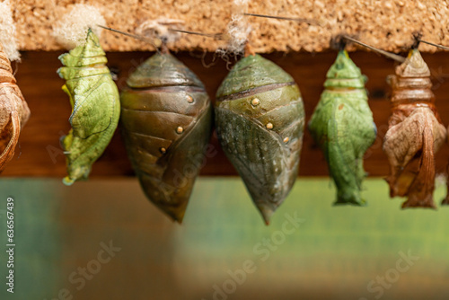Life Cycle of Butterfly, butterfly chrysalis hanging in the incubator