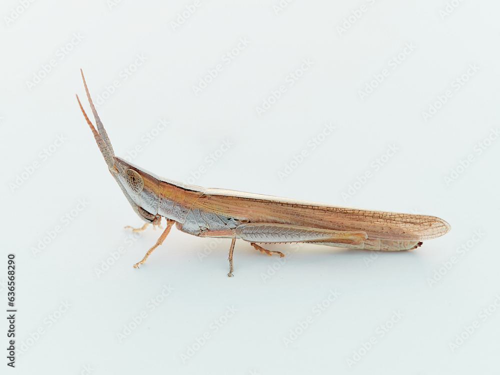 Wide-winged Dotted Grasshopper on a white background. Brachycrotaphus tryxalicerus. Family Acrididae Wide-winged Dotted Grasshopper on a white background. Brachycrotaphus tryxalicerus. Family Acrididae