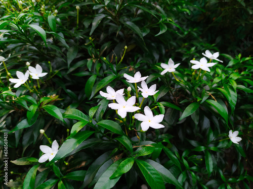 White flower blooming on green leaves nature background. Beautiful jasmine. Jasminum grandiflorum (science name).