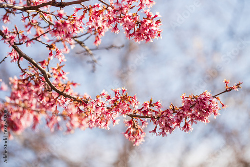 Cherry blossom (sakura) in the park, selective focus