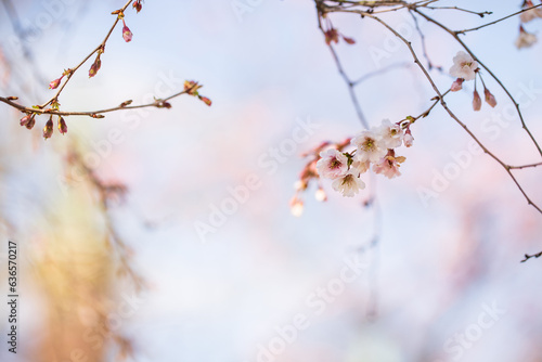 Cherry blossom (sakura) in the park, selective focus