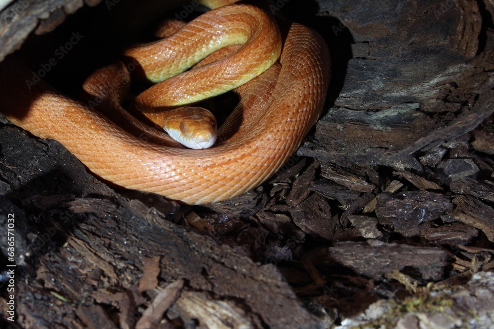 Obraz premium Kornnatter wartet auf Beute