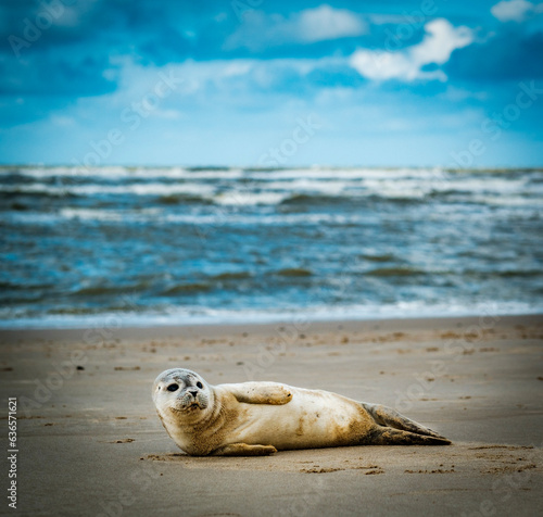 island sea lion