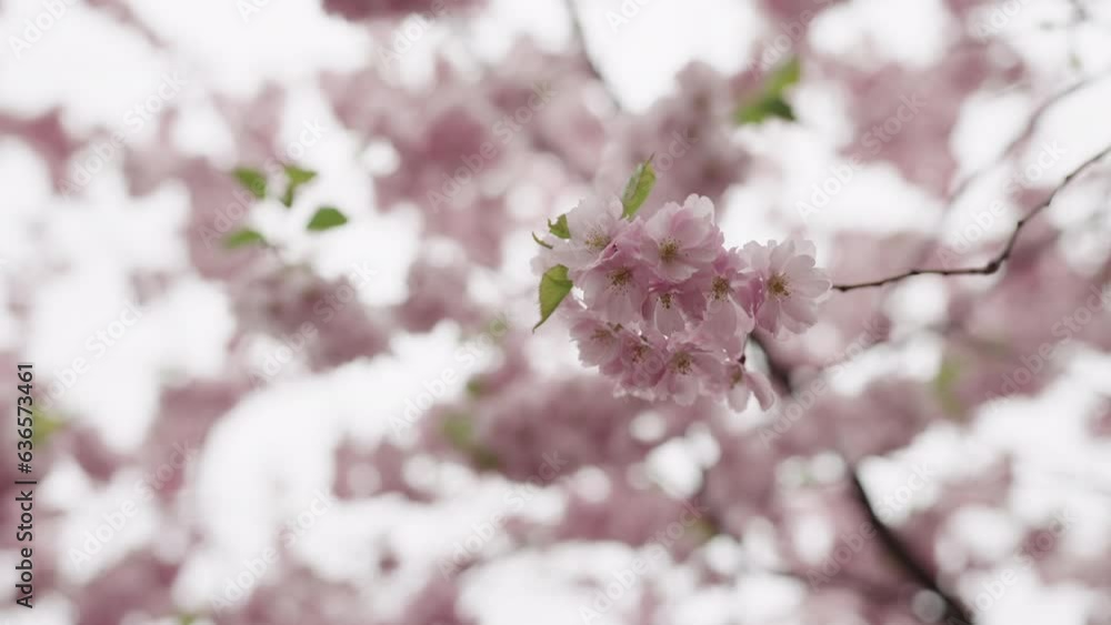 Slow motion handheld shot of cherry blossom Slow motion handheld shot of cherry blossom