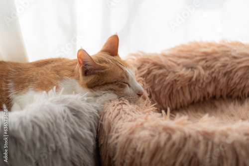 窓辺で眠る猫　茶トラ白 © rai
