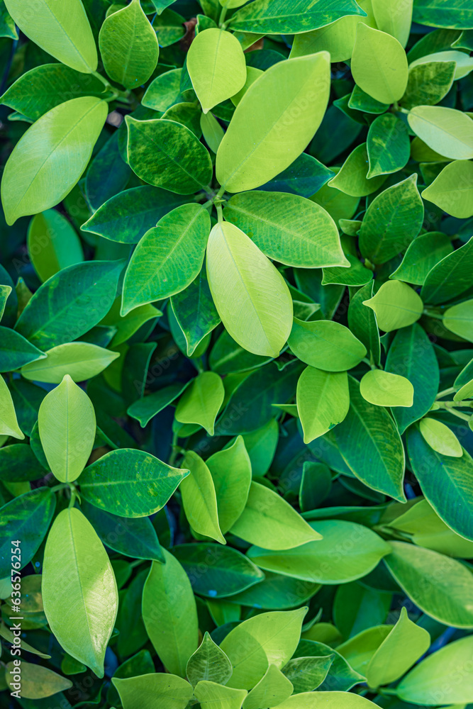 Nature of green leaves blur lush foliage in garden at summer. Natural green leaf plants closeup as spring background. Panoramic environment ecology or greenery wallpaper Nature of green leaves blur lush foliage in garden at summer. Natural green leaf plants closeup as spring background. Panoramic environment ecology or greenery wallpaper