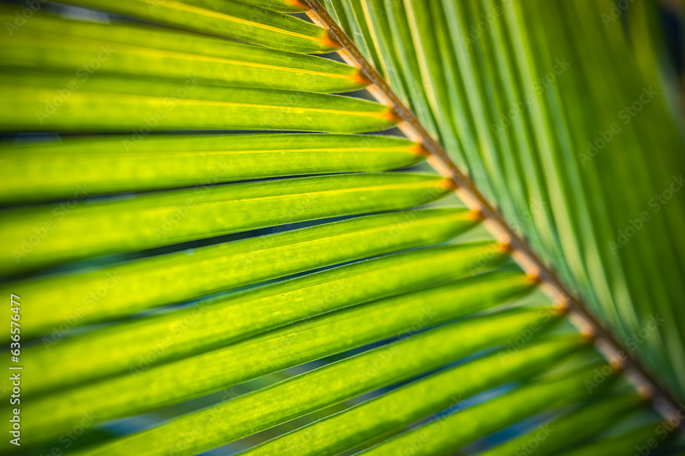 Beautiful bright palm leaf closeup for texture or background. Amazing nature macro. Tropical palm leaves, floral pattern. Fresh green natural pattern. Relaxing peaceful tropical lush foliage wallpaper Beautiful bright palm leaf closeup for texture or background. Amazing nature macro. Tropical palm leaves, floral pattern. Fresh green natural pattern. Relaxing peaceful tropical lush foliage wallpaper