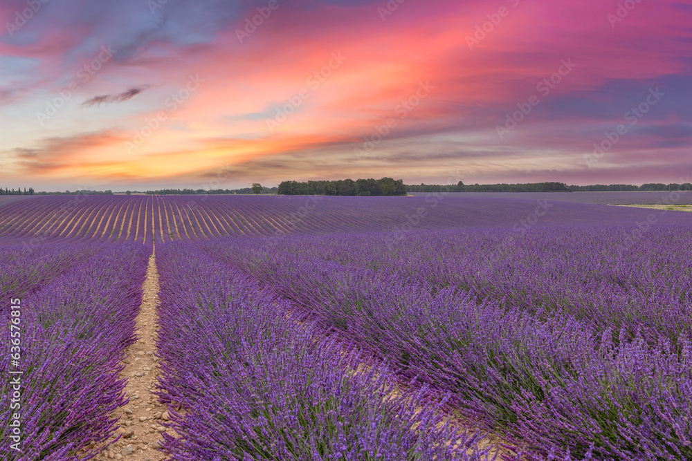 Fantastic panoramic field of purple lavender flowers, amazing summer landscape of blooming floral meadow, peaceful sunset view, agriculture scenic. Beautiful nature background, inspirational scene. Fantastic panoramic field of purple lavender flowers, amazing summer landscape of blooming floral meadow, peaceful sunset view, agriculture scenic. Beautiful nature background, inspirational scene.