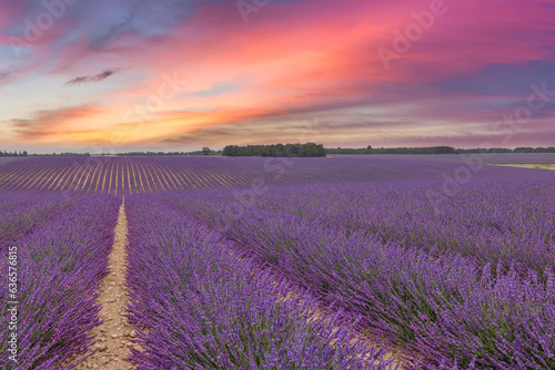 Fantastic panoramic field of purple lavender flowers, amazing summer landscape of blooming floral meadow, peaceful sunset view, agriculture scenic. Beautiful nature background, inspirational scene. © icemanphotos