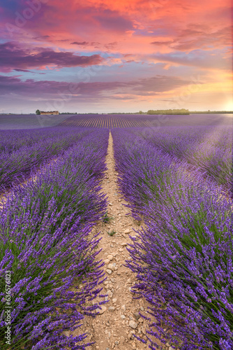 Fantastic panoramic field of purple lavender flowers, amazing summer landscape of blooming floral meadow, peaceful sunset view, agriculture scenic. Beautiful nature background, inspirational scene. 