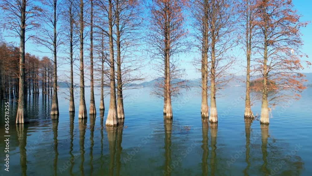 The Metasequoia Scenery by Siming Lake in Yuyao City, Zhejiang Province, China The Metasequoia Scenery by Siming Lake in Yuyao City, Zhejiang Province, China