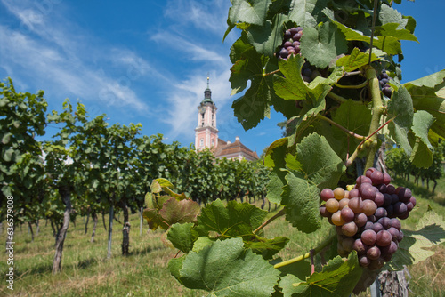 Bodensee, Weinberg bei der Kirche Birnau photo