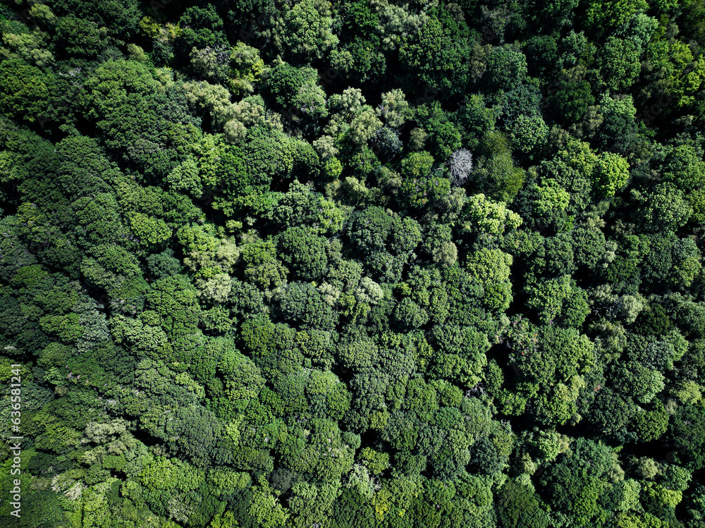 Aeriel view of a forest of trees, green luscious countryside setting