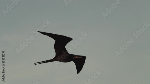 Magnificent frigatebird, Fregata magnificens, a big black sea bird soaring in the clear blue sky over a cruise ship at the coastline of the Galapagos islands