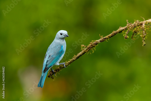 The blue-gray tanager is a medium-sized South American songbird of the tanager family Thraupidae. © mylasa