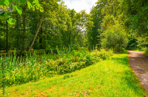 Reed and trees along a lake in a forest in sunlight in summer, Gooi- en Vechtstreek, ‘s-Graveland, Netherlands, August, 2023