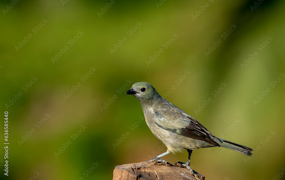 Palm tanager is a medium-sized songbird.