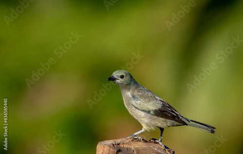 Palm tanager is a medium-sized songbird.