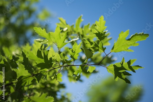 a vibrant green tree against a clear blue sky