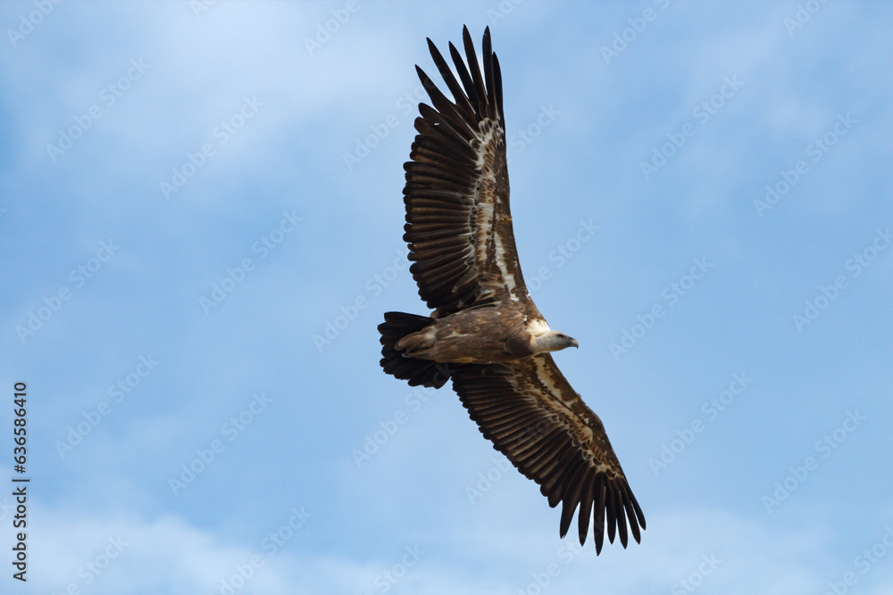 Gyps fulvus volando con nubes de fondo en el Parc Natural dels Voltors, Alcoi, España Gyps fulvus volando con nubes de fondo en el Parc Natural dels Voltors, Alcoi, España