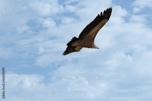 Parte trasera de Gyps fulvus volando con nubes de fondo en el Parc Natural dels Voltors, Alcoi, España