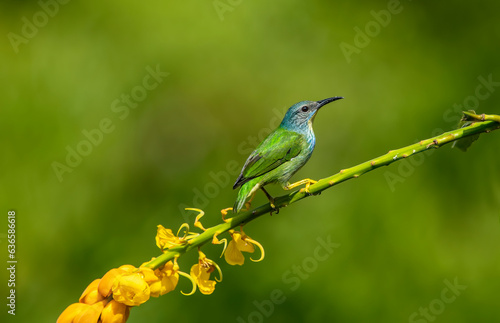 (Shining honeycreeper) The glowing honeycreeper is a small bird in the tanager family.