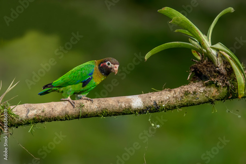 (Pyrilia haematotis) The brown-capped parrot is a bird species in the subfamily Arinae of the family Psittacidae, which are African and New World parrots. It is found from Mexico to Colombia. photo