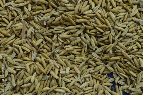 Unhulled rice seeds are dried in the sun to dry and processed into rice and ready to be cooked into rice for consumption