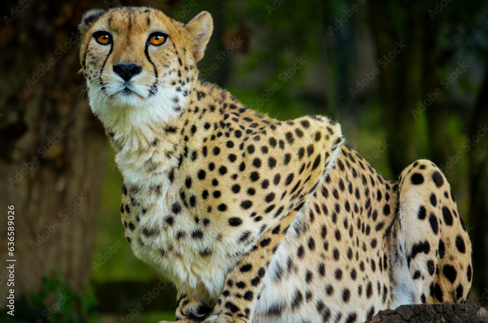 Cheetah Cheetah