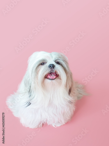 Furry white shih tzu dog on red background © TongTa