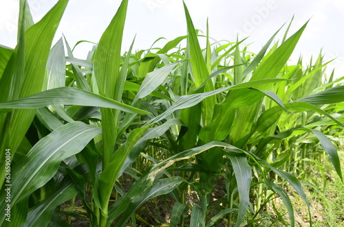 Corn plants grow lush green in tropical Indonesia, this corn plant is 2 months old