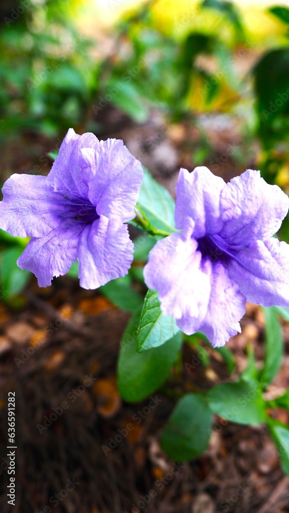 Ruellia flowers are often quite showy and can add color to gardens, landscapes and even containers. Ruellia flowers are often quite showy and can add color to gardens, landscapes and even containers.