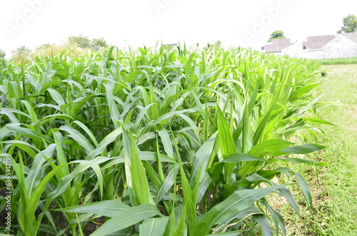 Corn plants grow lush green in tropical Indonesia, this corn plant is 2 months old