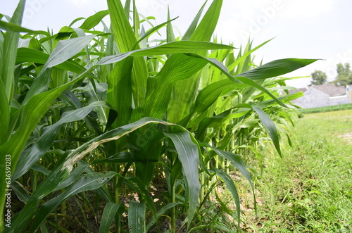 Corn plants grow lush green in tropical Indonesia, this corn plant is 2 months old