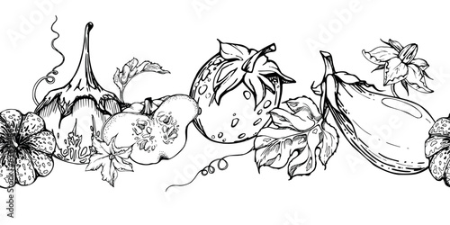 Hand drawn ink vector pumpkin gourd squash flower, tendrils and leaf. Seamless border. Sketch illustration art for harvest, farming. Design for restaurant menu print, cafe, website, wedding invitation