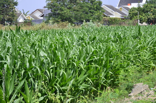 Corn plants grow lush green in tropical Indonesia, this corn plant is 2 months old