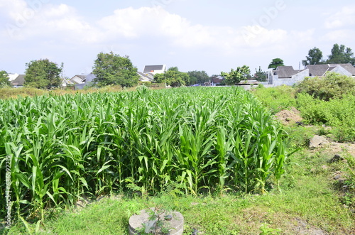 Corn plants grow lush green in tropical Indonesia, this corn plant is 2 months old
