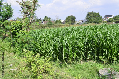 Corn plants grow lush green in tropical Indonesia, this corn plant is 2 months old