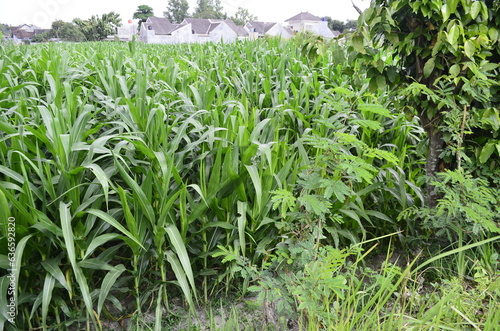 Corn plants grow lush green in tropical Indonesia, this corn plant is 2 months old