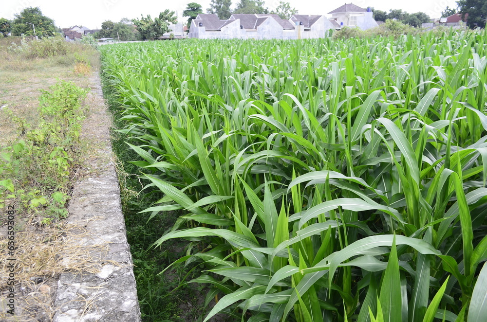 Naklejka premium Corn plants grow lush green in tropical Indonesia, this corn plant is 2 months old