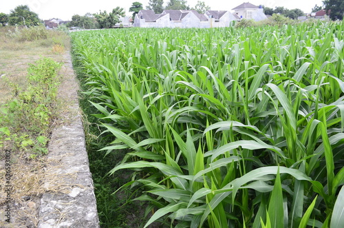 Corn plants grow lush green in tropical Indonesia, this corn plant is 2 months old