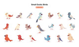 Small Exotic Birds Collection