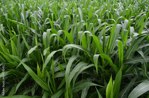 Corn plants grow lush green in tropical Indonesia, this corn plant is 2 months old