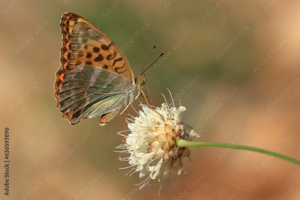 Fototapeta premium Butterfly Silver-washed fritillary, Argynnis paphia, on the flower