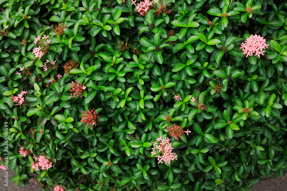 Small Leaf And Tiny Flowers Small Leaf And Tiny Flowers