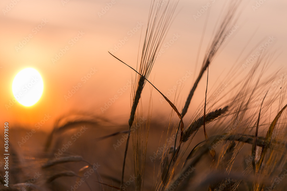 Obraz premium Golden ears of wheat on the field