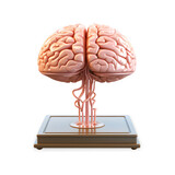 3d Simulated brain